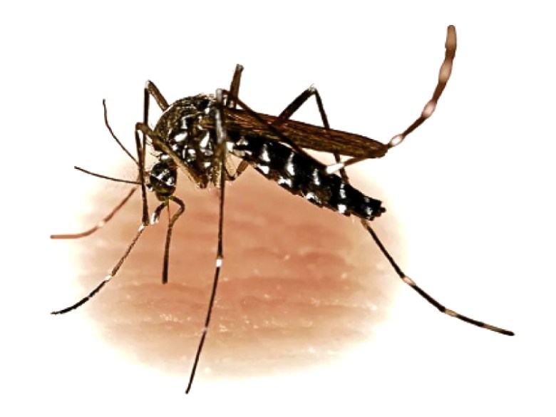 Biting issue: Three test positive for dengue in Pindi