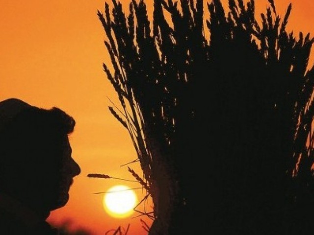 Workshop: Prospects of durum wheat explored