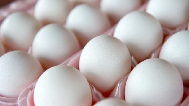 Egging plot foiled before hatching
