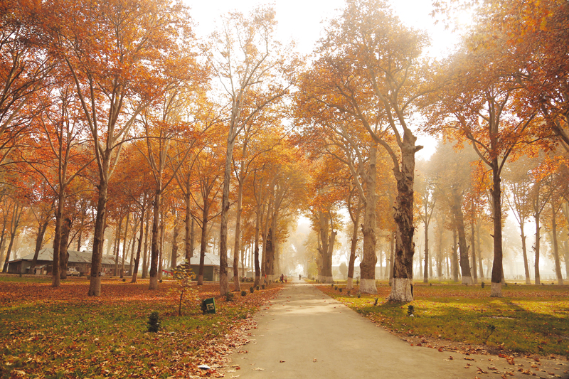 Autumn in Kashmir: Red Earth