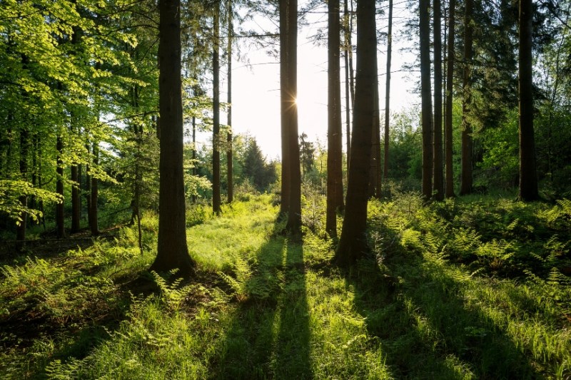 World is missing chance for green recovery from Covid-19, UN says