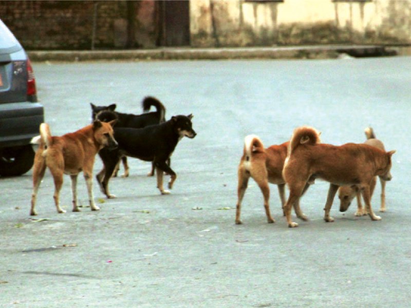 Same stray dog mauls over a dozen people within hours