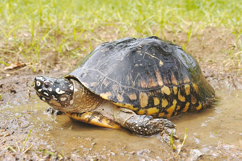 Freshwater turtles, such as the black pond turtle, need to be protected from anthropogenic activities. PHOTO CREDIT: FRANCK BONIN