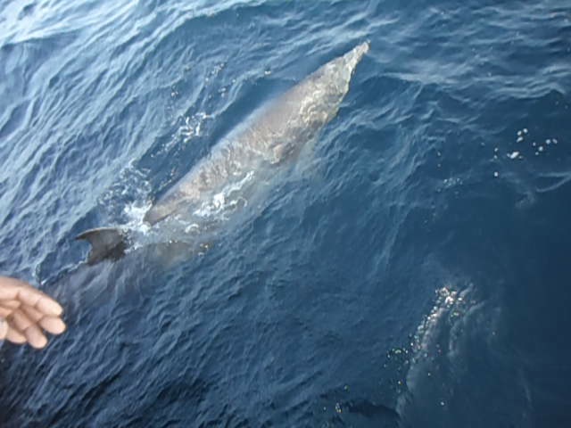 The Longman's beaked whale released back to the Arabian Sea. PHOTO: WWF-Pakistan