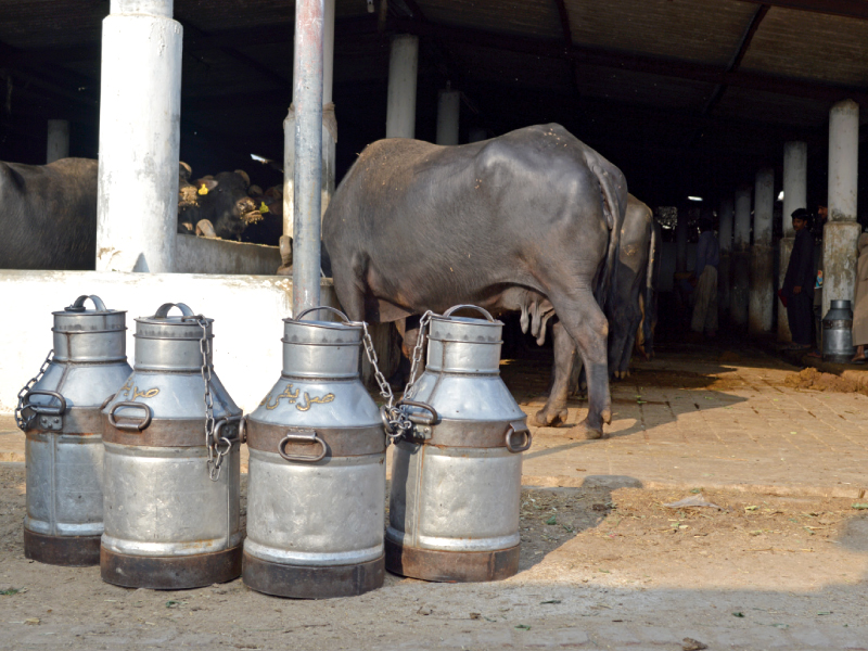 She said the procedure had been modified so as to avoid errors. PHOTO: FAREEHA MUFTI/EXPRESS