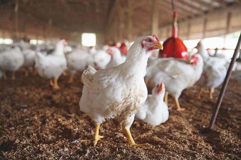 The poultry body has stated that the promotion of this sector will result in price stability and bring foreign exchange through exports. PHOTO: AFP