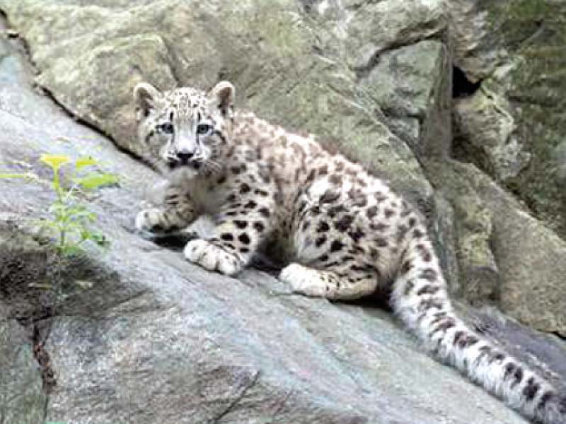 File photo of Leo from 2013