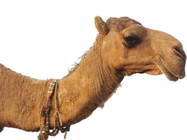 Pakistan experiences a boost in sale of camel milk, hailed as an elixir of health. PHOTOS : FARAHNAZ ZAHIDI