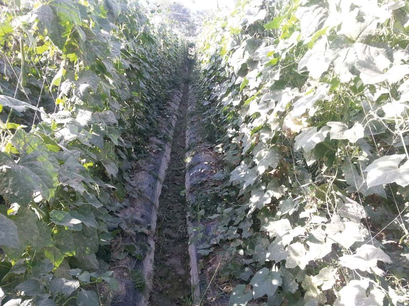 According to estimates of the Punjab agricultural department, there are more than 200,000 acres of tunnel farms in Punjab and the trend is growing. PHOTO: FILE