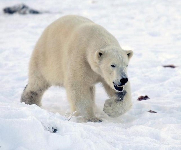 Walker the polar bear walks in snow at the Highland Wildlife Park in Kingussie, Scotland December 7, 2010. PHOTO: REUTERS
