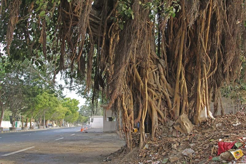 As many as 350 Banyan trees had been planted along MA Jinnah Road, which are nowhere to be found today. According to environmentalist Dr AA Qureshi, around 70,000 indigenous trees were cut down between 2001 and 2010. There are still some areas, such as Old Clifton (above) where Banyan trees are found. PHOTO: ATHAR KHAN/EXPRESS