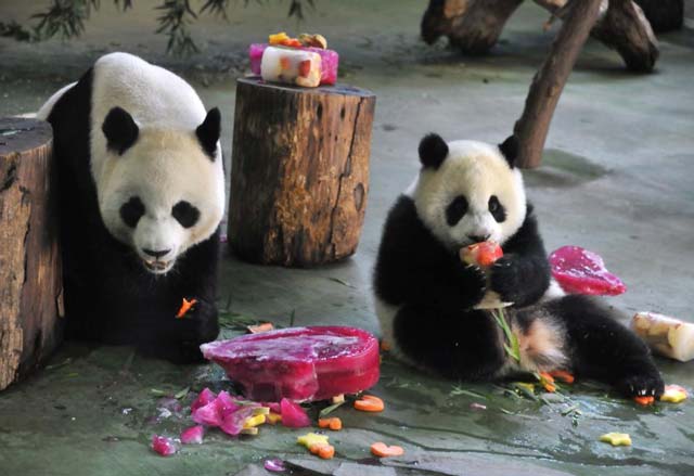 Yuan Zai (R) , the first Taiwan-born baby panda, and her mother Yuan Yuan (L) enjoy cake, during the celebration of her first birthday at the Taipei City Zoo on July 6, 2014. PHOTO: AFP