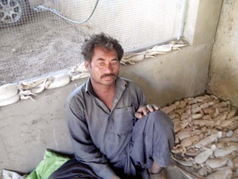 Six persons involved in hunting desert lizards were caught by a team of Sindh wildlife department. Around 150 desert lizards were seized during the raid near Jamshoro. PHOTO COURTESY: SINDH WILDLIFE DEPARTMENT