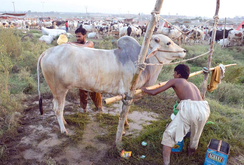 Seeing the rush of buyers at I-11, many animal dealers moved there from the legal cattle market in I-12. PHOTO: MUDASSAR RAJA/EXPRESS