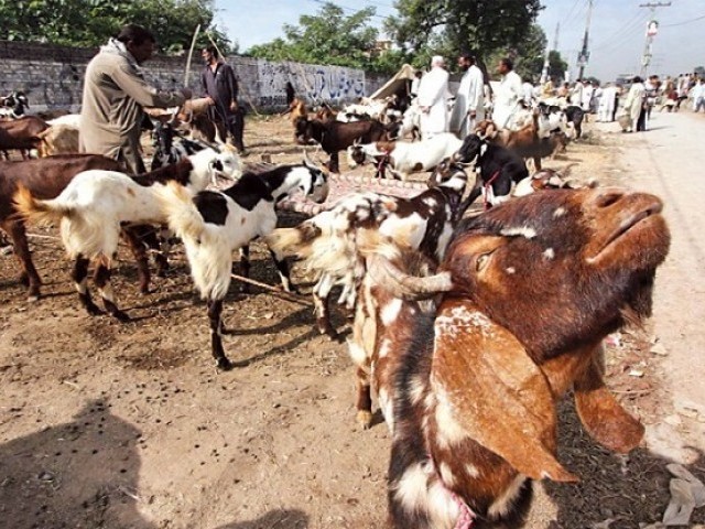 Cattle market for Eidul Azha 2015. PHOTO: ONLINE