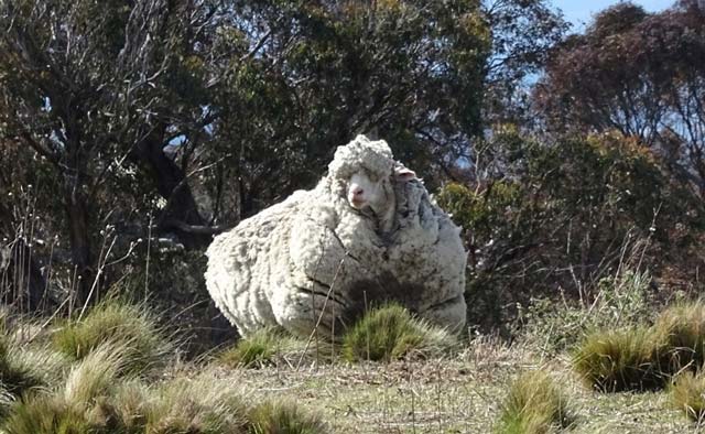 An undated handout photo obtained on September 2, 2015 from the RSPCA shows a giant woolly sheep on the outskirts of Canberra as Australian animal welfare officers put out an urgent appeal for shearers after finding the sheep with wool so overgrown its life was in danger. PHOTO: AFP