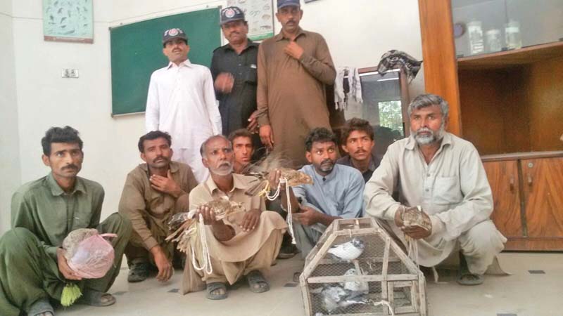 Sindh Wildlife Department rescued five laggar falcons from two different locations on Friday. PHOTO: EXPRESS