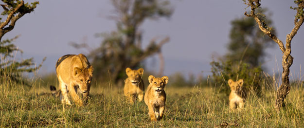 Lion safari, wildlife upgrades draw crowds