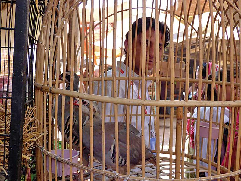 Birds and animals are kept in hundreds of small wired cages strung along walls in shops at the Empress Market. There is no air conditioning to regulate the temperature and often not even open windows for some ventilation. PHOTO COURTESY: HOWARD WOLINSKY
