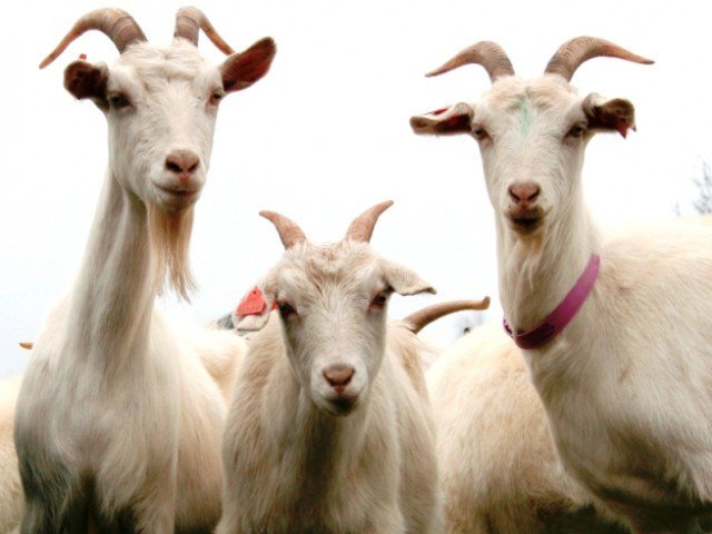 The goats were caught three days ago from Kari Malang village. PHOTO: FILE