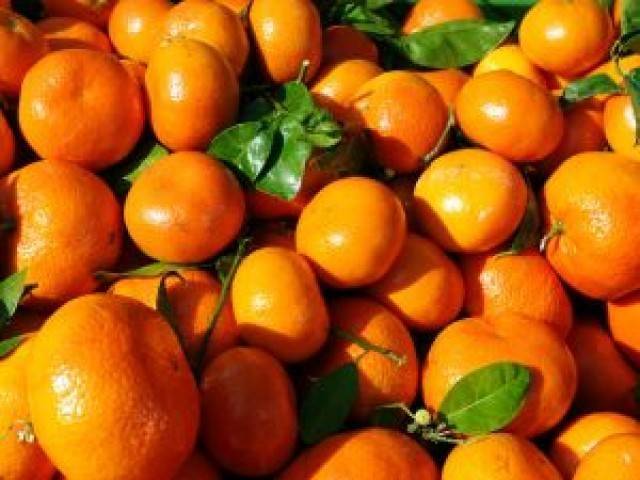 Sargodha’s kinnows dominate fruit exports