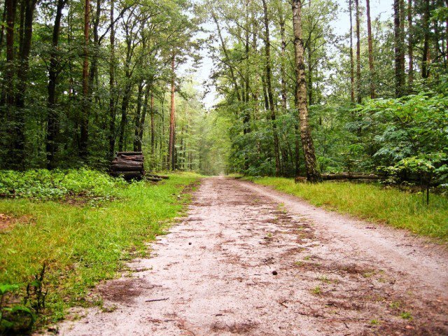 Fund says amendments will wreak havoc on forest lands. PHOTO: FILE