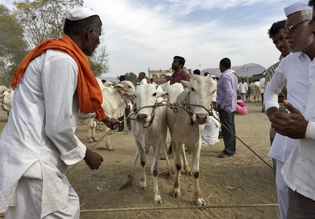 Farmer Revaji Choudhary (L) shows his pair of bulls to buyers at a weekly cattle market in Belhe village in the western state of Maharashtra, India, on February 22, 2016. PHOTO: REUTERS