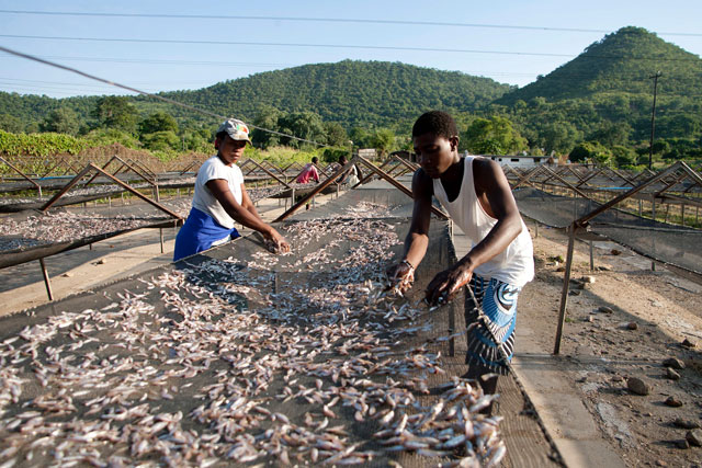This file photo taken on February 20, 2015 shows Kapenta Sales cooperative members spreading kapenta fish to dry in the sun on racks after a night of fishing on Lake Kariba in Zimbabwe. PHOTO: AFP