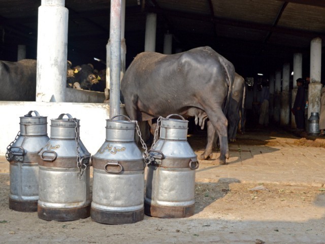 Channar said that to develop the rural economy growth in meat and milk production was imperative. PHOTO: FAREEHA MUFTI/EXPRESS