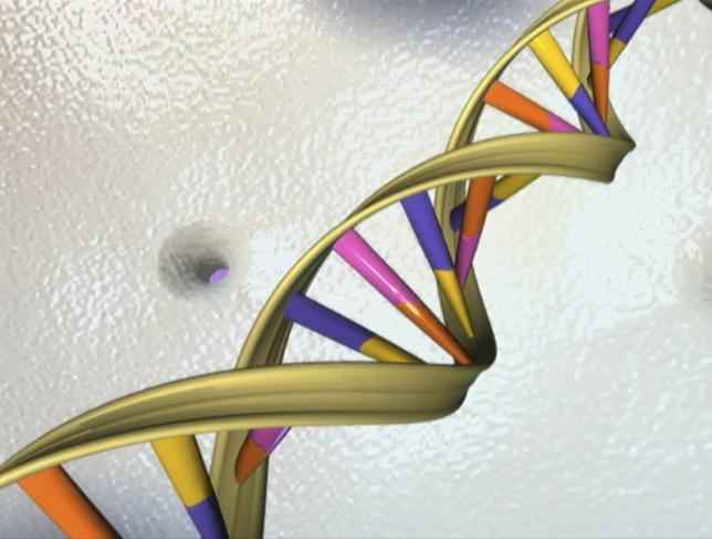 Pakistan sequences genome of medically important fly