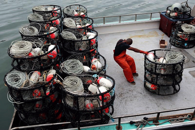 A fisherman loads crab pots onto a fishing vessel at Fishermen's Wharf ahead of the opening of the commercial Dungeness crab season, in San Francisco, California, U.S. November 14, 2013
PHOTO: REUTERS