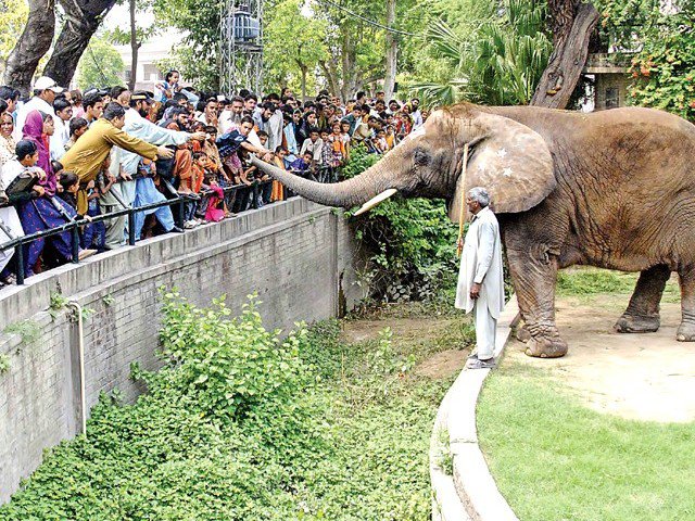 Lahore Zoo expecting around 200,000 visitors during Eid holidays. PHOTO: FILE