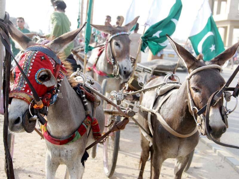 Donkey meat video turns out to be fake, say police