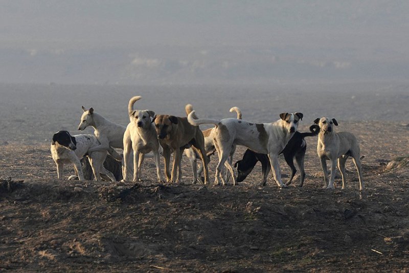 Stray dogs near Jahangir tomb in Lahore. PHOTO: MEHMOOD QURESHI/EXPRESS