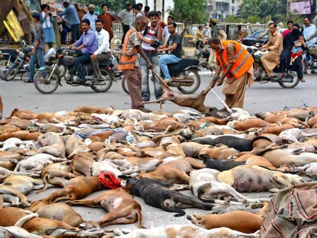 Why are we allowing the murder of animals?