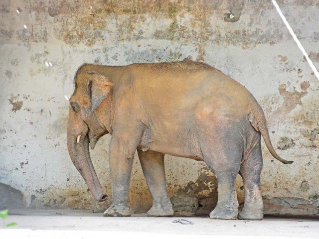 Panel expressed serious annoyance over prohibition of journalists’ entry into the zoo and directed its administration that it was a recreational place for public and restriction on entry was illegal and against the law. PHOTO: HUMA CHOUDHARY/EXPRESS