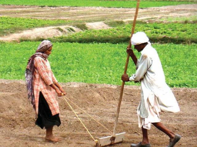 Kisan cards distributed