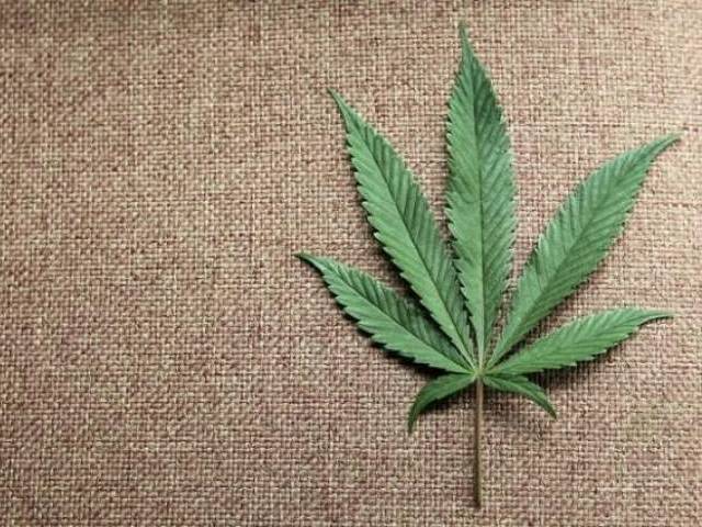 A marijuana leaf is displayed at Canna Pi medical marijuana dispensary in Seattle, Washington. PHOTO: REUTERS