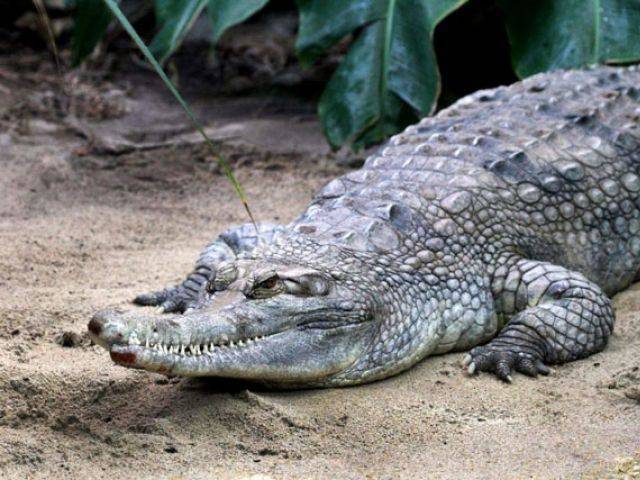 The animal kept roaming in the village for three hours before villagers forced it back to the river. PHOTO: AFP/FILE