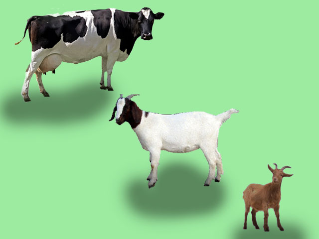 An open letter to bakra mandi owners