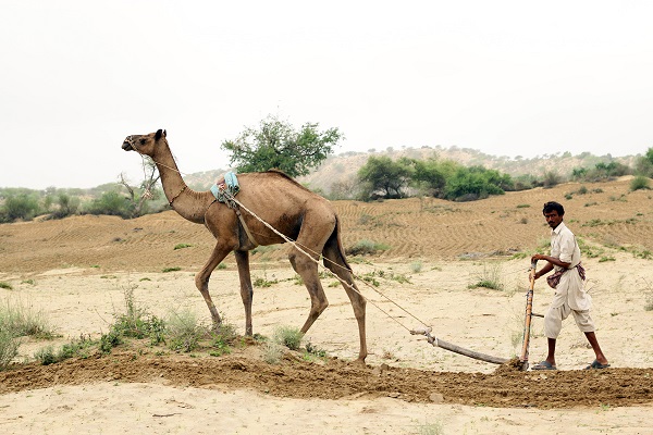 In Thar, crops wait in their beds of soil for the rain to come
