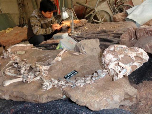A well-preserved fossil of a new species of winged dinosaur, known as Tongtianlong or Mud Dragon, is seen in an undated handout picture. Junchang PHOTO: REUTERS