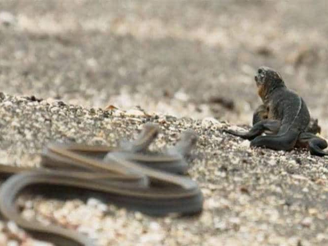 Iguana versus the snakes: The greatest TV moment ever!