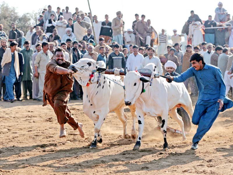 Savars or jockeys guide their bulls as they compete in a bull race, while two men bring in a pair for the competition. PHOTO: REUTERS