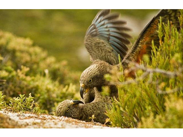 The kea parrot was found to have a 'play call' distinct from its other vocalisations. PHOTO: AFP
