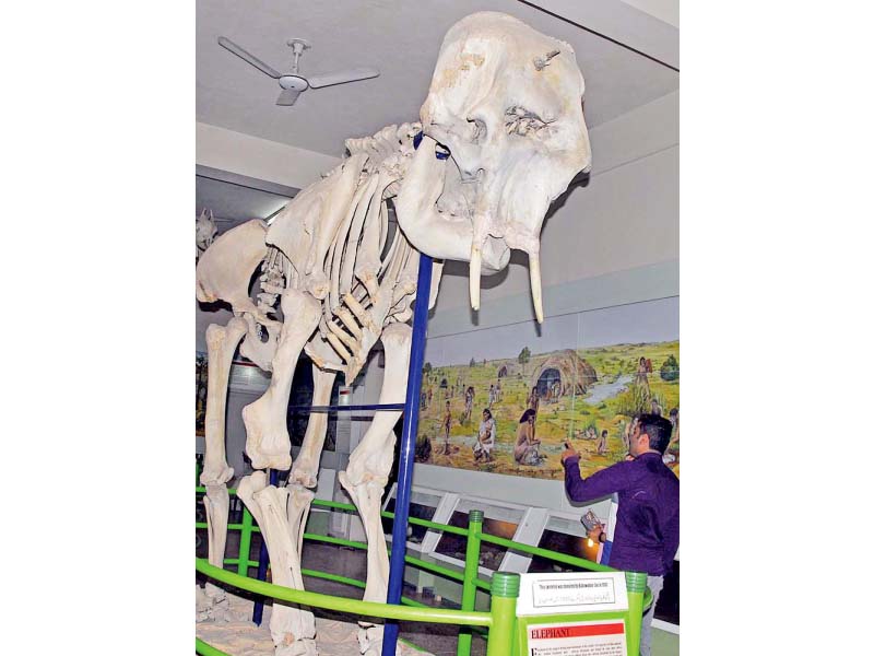 Visitors look at the skeleton of a prehistoric elephant at the natural history museum. PHOTO: APP