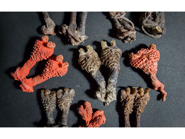 This handout photograph from World Animal Protection taken on December 8, 2016 in New Delhi and released on June 20, 2017 shows dried monitor lizard penises allegedly being sold online while being claimed to be rare plant roots. PHOTO: AFP