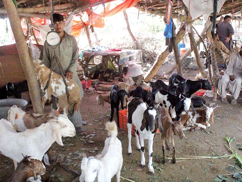 A vendor weighs a goat ahead of Eidul Azha while a woman prefers to take a selfie with a lamb. PHOTO: ONLINE
