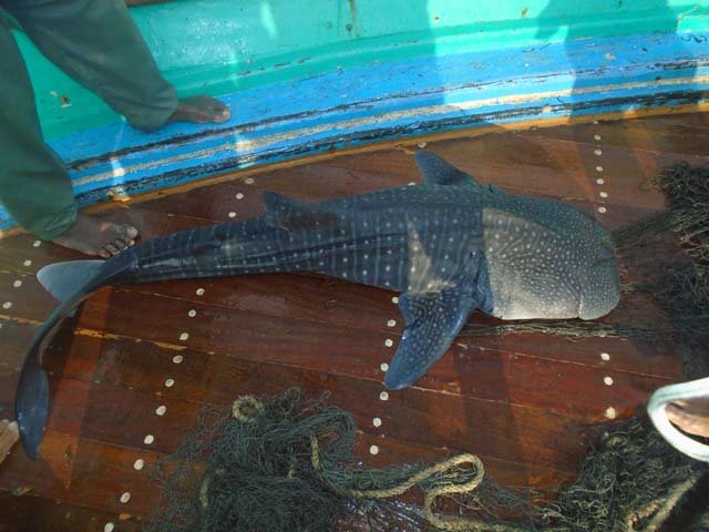 Once freed from the net, the pup started to move slightly, so assuming that it was alive and may survive, the captain immediately instructed the crew to release it back into the water. PHOTO: WWF-Pakistan