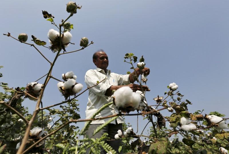 A farmer harvests cotton in his field. PHOTO: REUTERS